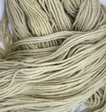 White Spruce