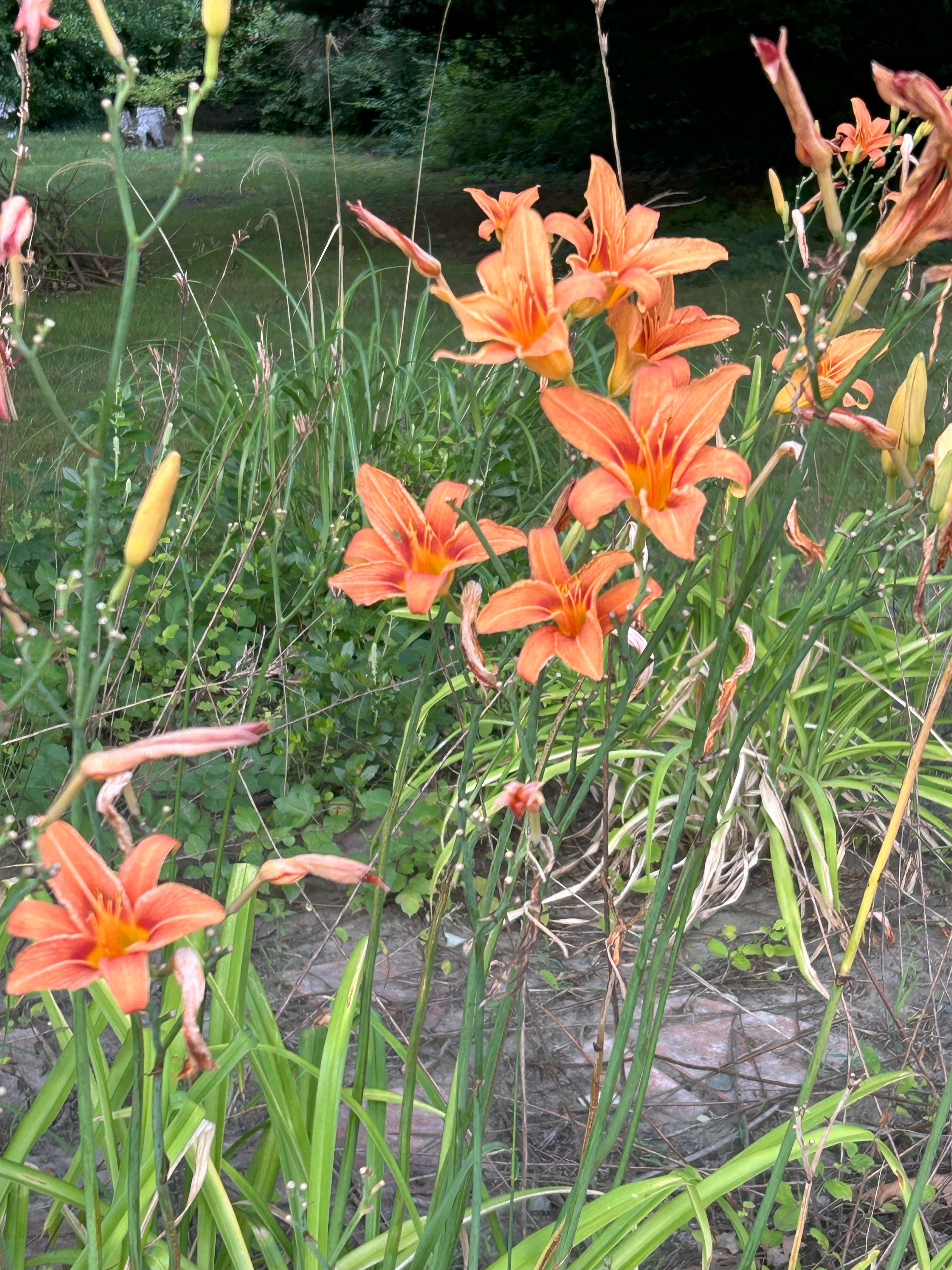 Orange Day Lilly